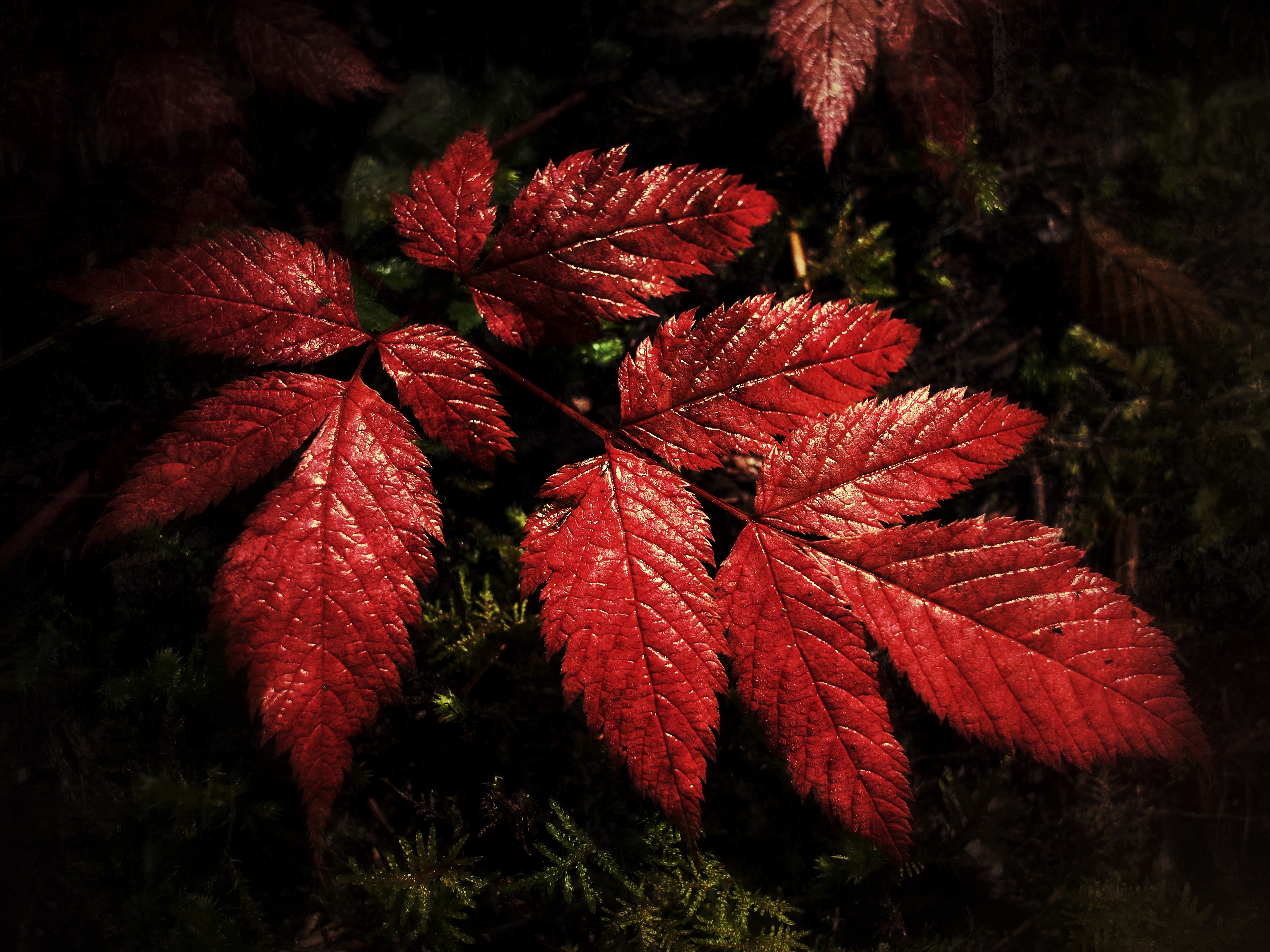 Red leaves